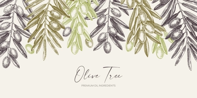 Olive branch background in color. Vector banner design with leaves and fruits sketches in vintage style. Vegetable oil ingredients illustration. Olive plant border template for print or packaging